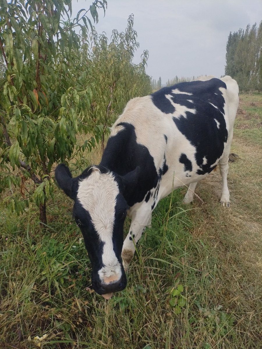 galshten mol bor 7 oylik bug'oz — O'zbekiston