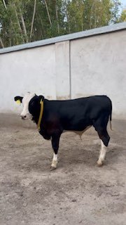 Gibrit Buqa Sotiladi — Andijonda
