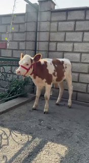 Simimtal buqa sotiladi — O'zbekiston