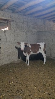 Chorva mollari — O'zbekiston