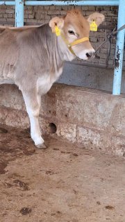 Шивет ишкивозларига Шивест Хуножинларимиз Сотилади Йош… — Namangan