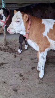 Tozza qonli Simmental buqacha sotiladi — O'zbekiston