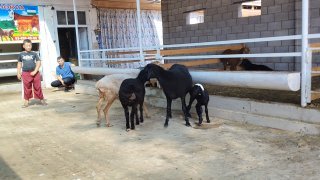 NAMANGANDA ZOTI TOZA XSORI ONA BOLA QO'YLAR KELDI 🐑✨ 2.TA… — Namangan