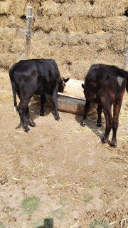 1ta.enabola.1.ta.bugoz.3.ta.tana.sotiladi — O'zbekiston