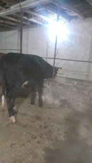 Хуножинла сотилади сони 5 дона — Namangan