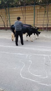 Деҳқончилик молимиз сотилади, 2 чи коринга янги туғди,… — O'zbekiston