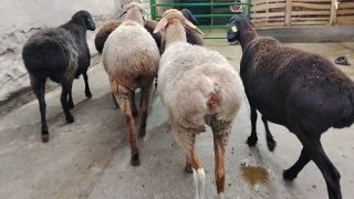 NAMANGANDA ZOTI TOZA ARASHAN XISOR KELDI 🐑✨ — Namangan