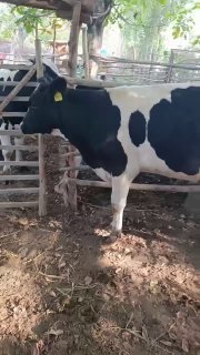 Chorva mollari — qoqon