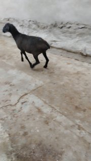 NAMANGANDA ZOTI XISOR QOZILAR KELDI 🐑✨ — Namangan