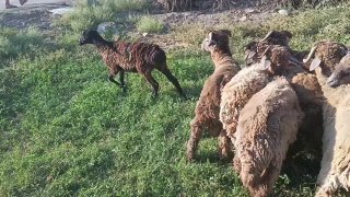 Кузи кучкорлар сотилади — Navoiy