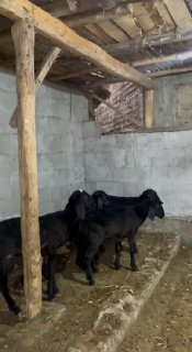 Shu qo’zilar sotiladi 2 ta qo’chqor 2 ta soliq — Andijon viloyati Izboskan tumani