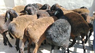 NAMANGANDA ZOTI TOZA XISOR SOVLIQLAR KELDI 🐑✨ — Namangan