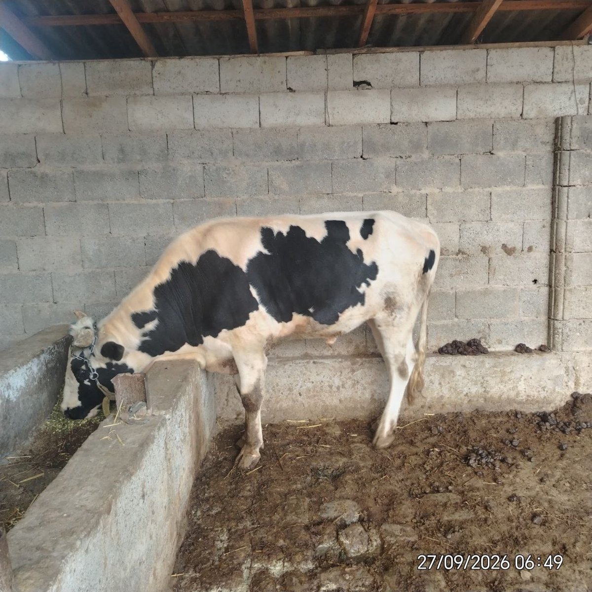 Molar sotiladi dexqondan 200025337 — O'zbekiston