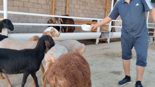 NAMANGANDA ZOTI TOZA XSORI QO'YLAR KELDI 🐑✨ — Namangan