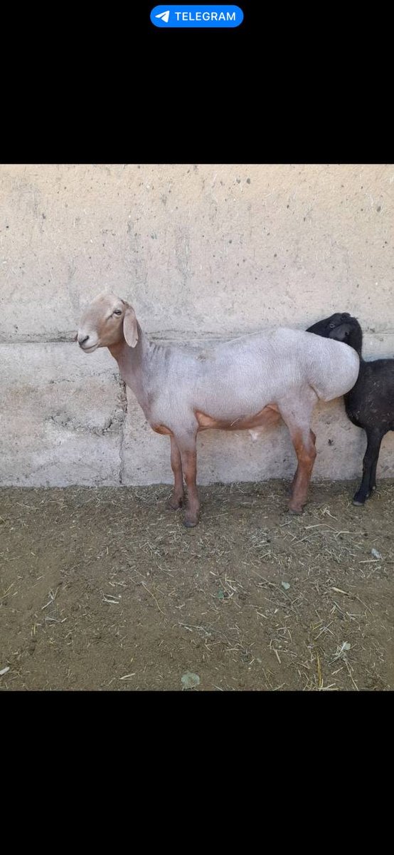 Quchqar sotiladi — Jizzax