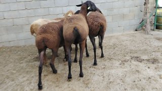 NAMANGANDA ZOTI TOZA XISOR SOVLIQLAR KELDI 🐑✨ — Namangan