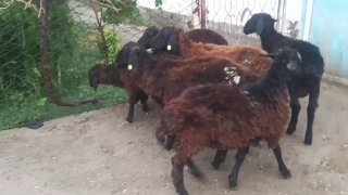 Кузилар сотилади — O'zbekiston
