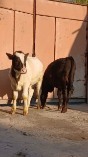 Gbrit ishqvozlarga 2ta zordan keld yosh oyliklar 4 oylik — Farg'ona