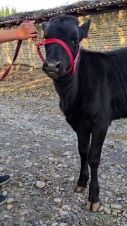 Arzon kochat honajinimiz sotiladi — O'zbekiston