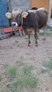 Ассаламу алайкум акалар швет новосимиз сотилади йеб ичиши… — O'zbekiston