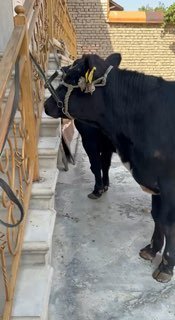 Sotladi Angus Mikkiymavus — Andijon
