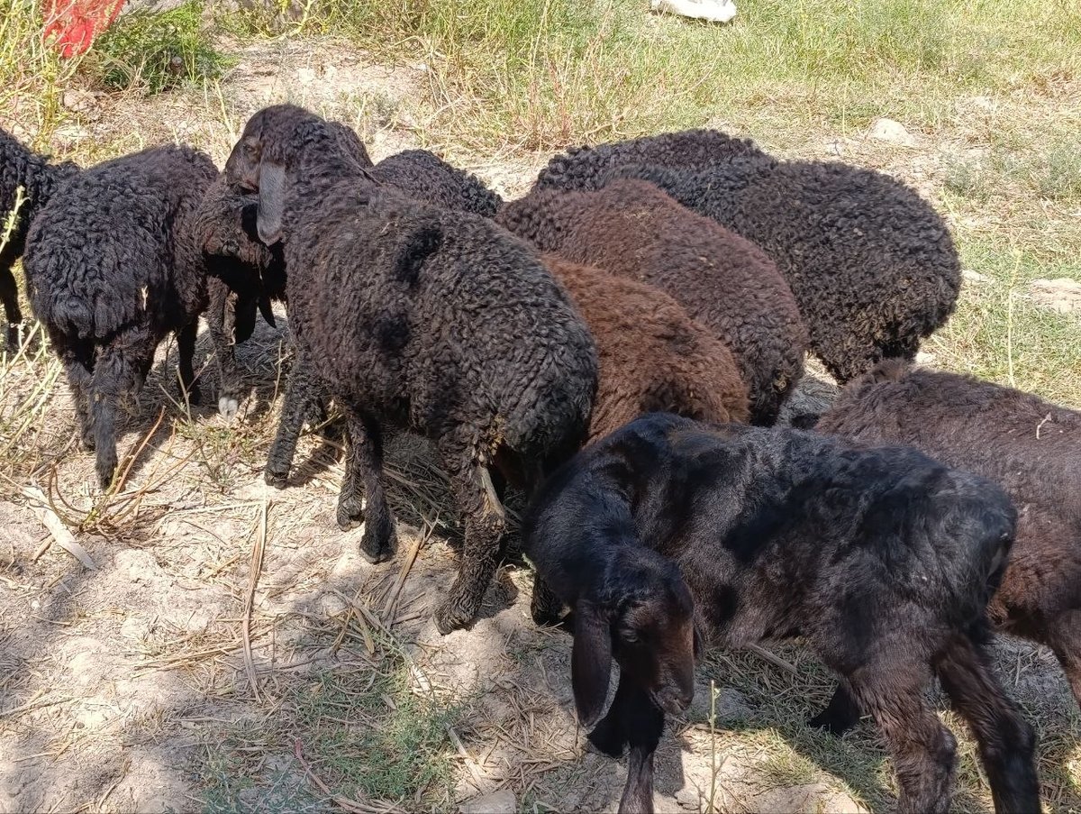 10ta qoʻzi sotiladi — Qashqadaryo