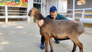 ZOTI TOZA XSORI QO'YLAR KELDI 🐑✨ — Namangan