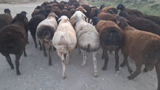 Xisori Qo'chqorlar sotiladi — Sirdaryo