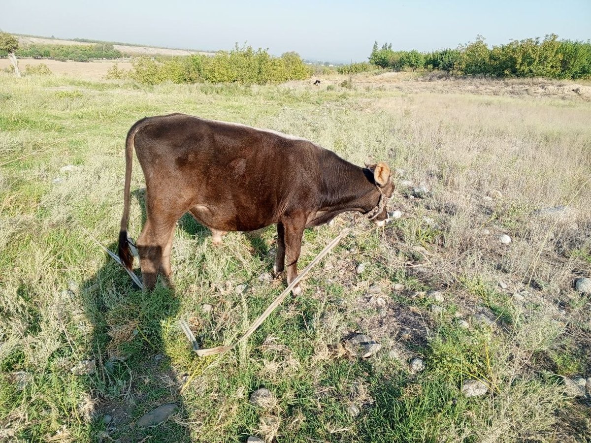 Шу швед новосчамиз — O'zbekiston