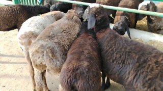 NAMANGANDA ZOTI XISOR QOZILAR KELDI 🐑✨ — Namangan