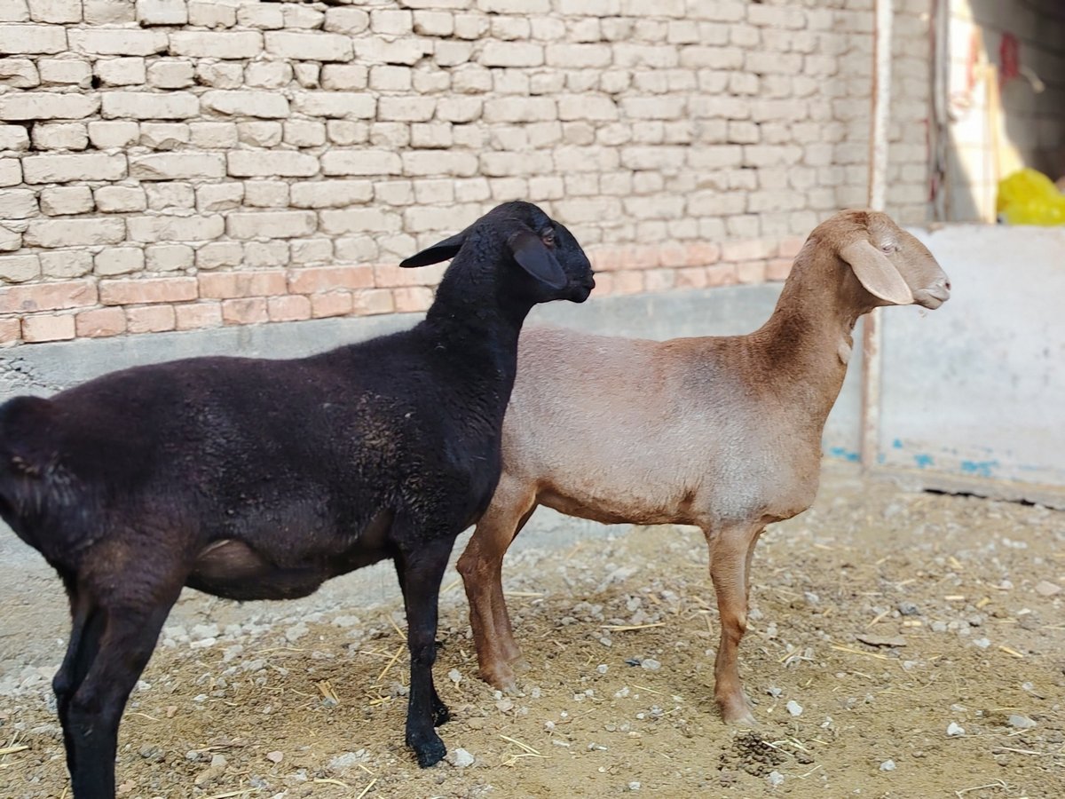 Sotiladi Bo'g'oz Qo'ylar Yoshi 2 tish yeb ichishi yaxshi… — Namangan