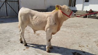 Sharale novos sotiladi — O'zbekiston