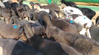 NAMANGANDA ZOTI TOZA XISOR KELDI 🐑✨ — Namangan