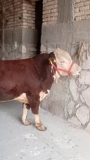 Grinfot Buqa sotiladi — O'zbekiston