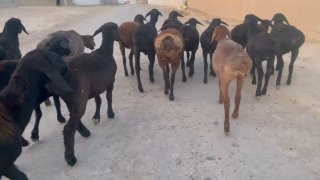 Tuxlilar sotiladi soni 16 ta narxi 3600 dan ozroq kami bor — O'zbekiston