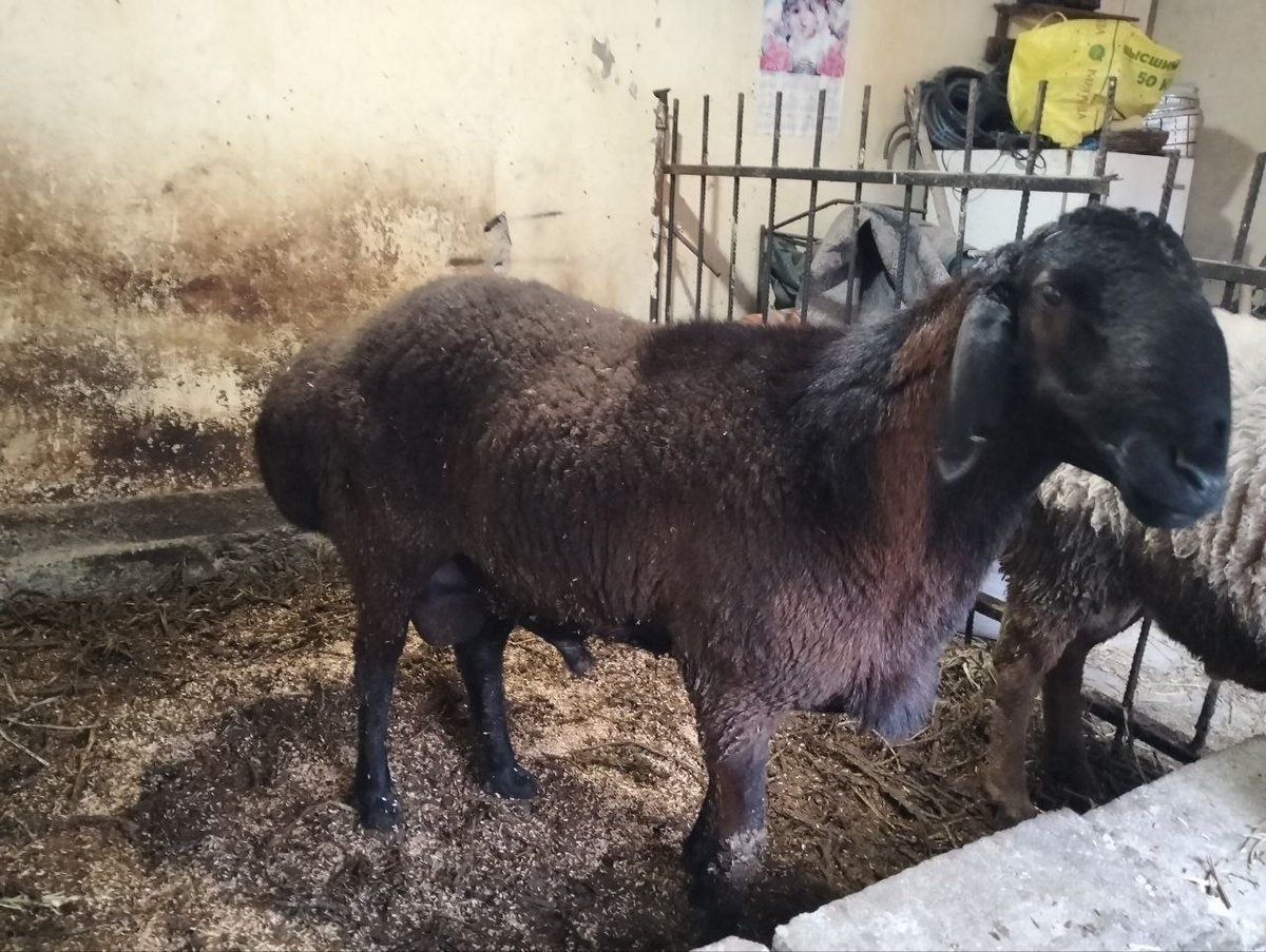 2 TISHLI QO‘CHQOR SOTILADI! 🐏 — Andijon