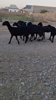 Irg'ochi quzila sotiladi Soni 8ta — O'zbekiston