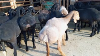 Сотилади кучкорлар — O'zbekiston