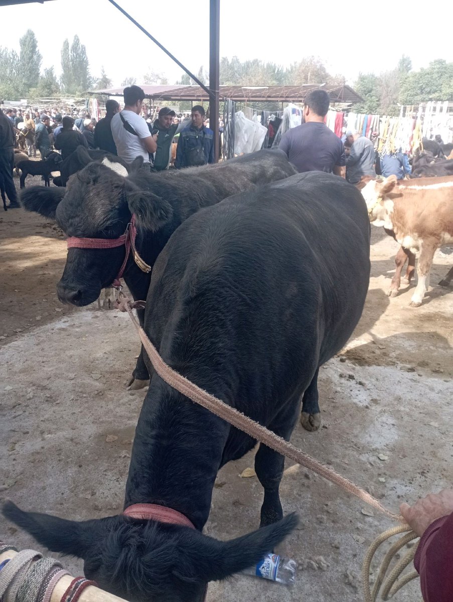 Sigir — Andijon viloyati, Baliqchi tumani