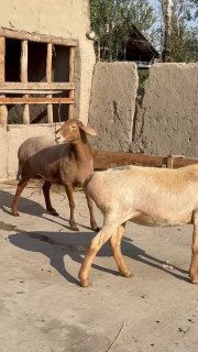 KOTTA sovliq lar KELDI — Namanganda