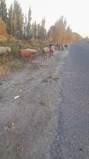 manzl furqat 91699 6480 — O'zbekiston