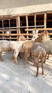 KOTTA sovliq lar KELDI — Namanganda