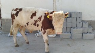 Simintal novos sotiladi — O'zbekiston