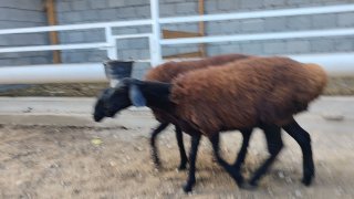 ZOTI TOZA XSORI QO'YLAR KELDI 🐑✨ — Namangan