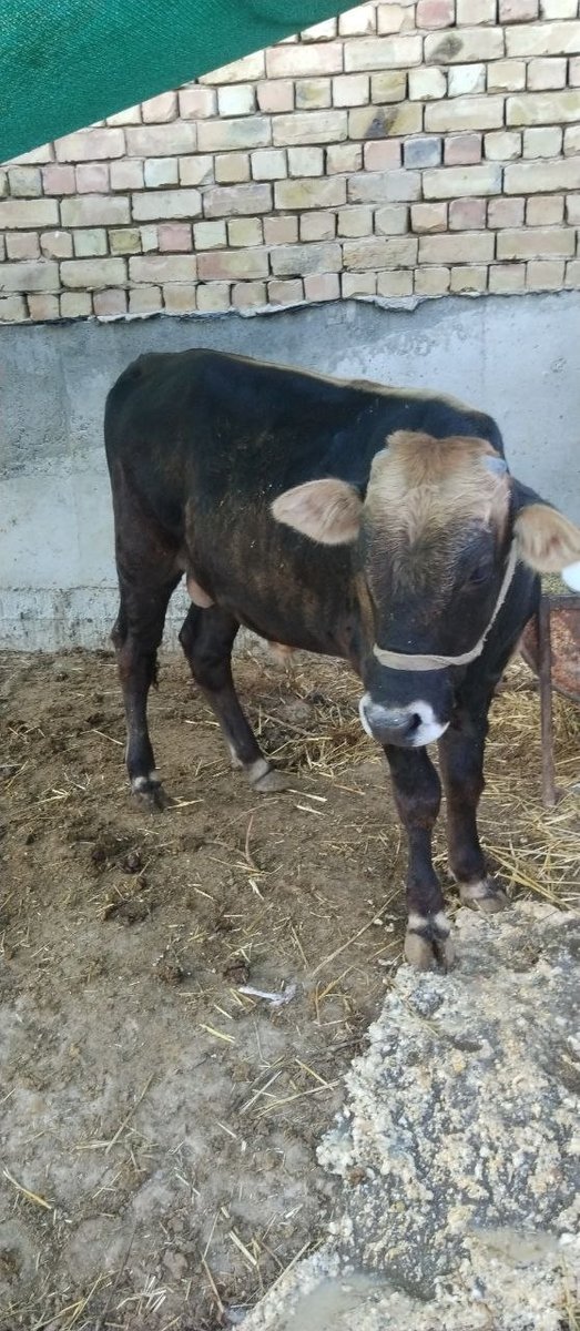 Sotiladi Toshkentda mol — Toshkent