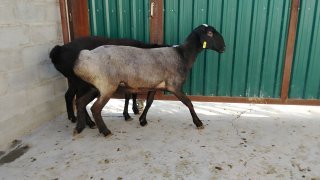 NAMANGANDA ZOTI TOZA XISOR KELDI 🐑✨ — Namangan