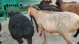 NAMANGANDA ZOTI TOZA XISOR SOVLIQLAR KELDI 🐑✨ — Namangan