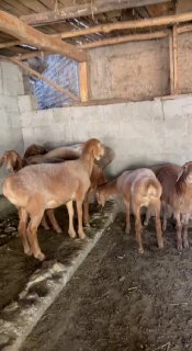 Shu qo’ylar sotiladi — Andijon viloyati Izboskan tumani