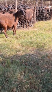 Sotiladi xusori bugʻoz sovliq sim jun Yoshi 8 tish — Surxondaryo