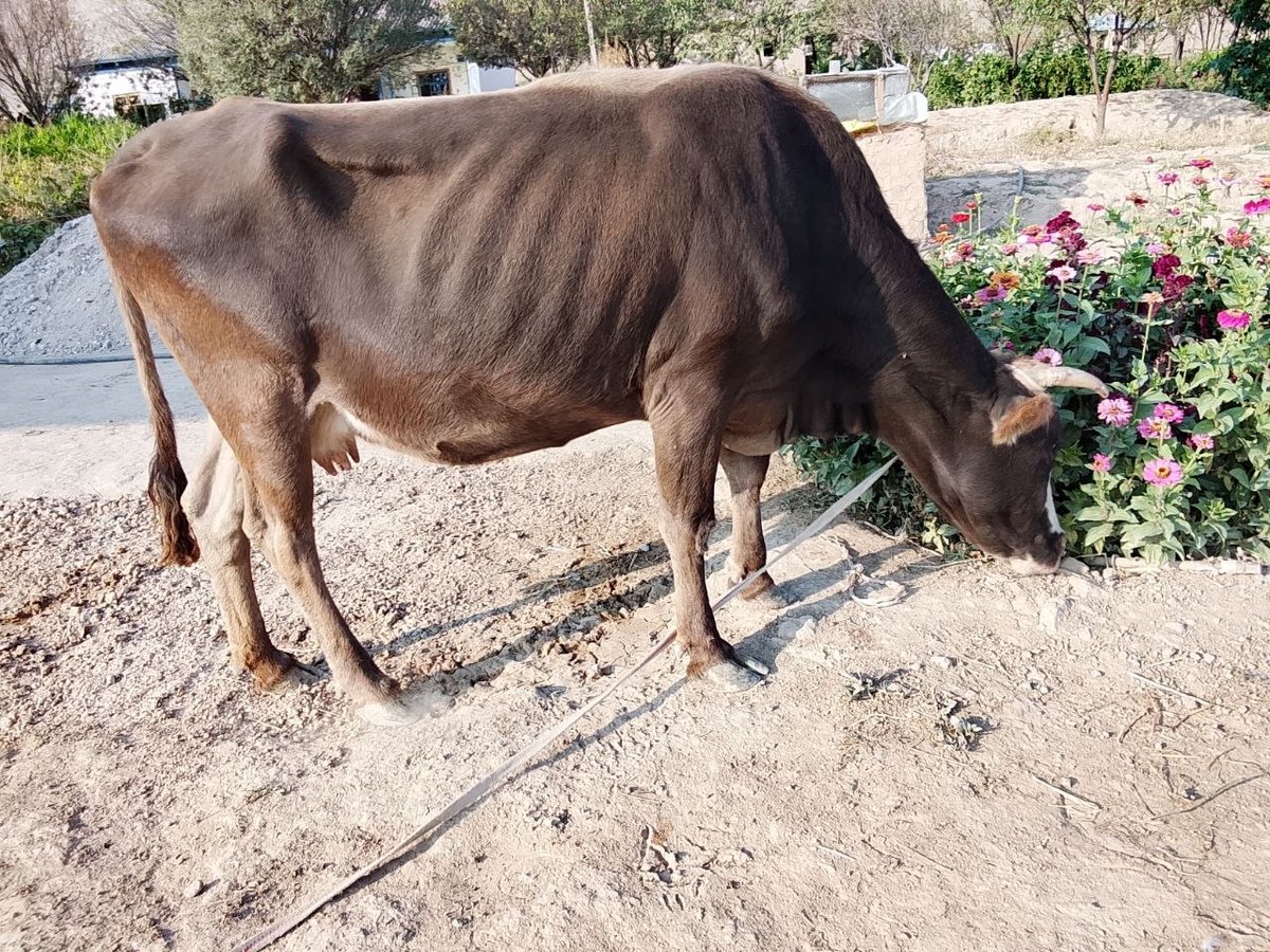 Sotiladi bugʻoz 4oylika utayabdi 4qorin — O'zbekiston